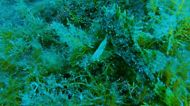 Sea creature trying to remain unnoticed among seaweeds, underwater camouflage