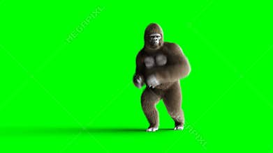 Funny brown gorilla dancing. Super realistic fur and hair. Green screen 4K animation.