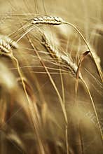 Ears of ripe barley