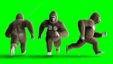Funny brown gorilla runing. Super realistic fur and hair. Green screen 4K animation.