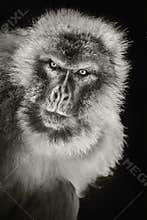 Barbary Macaque Macaca Sylvanus