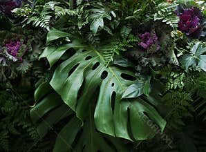 Tropical leaves Monstera philodendron and ornamental plants flor