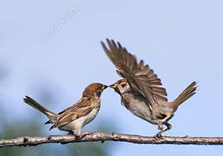 Two little funny birds sparrows in the spring in the Park on a b