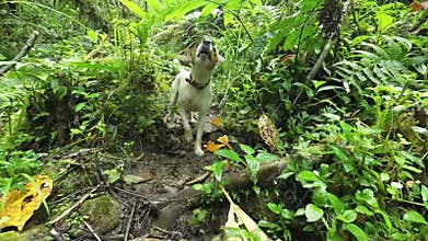 Jack Russell Terrier Sniffing Into The Woods