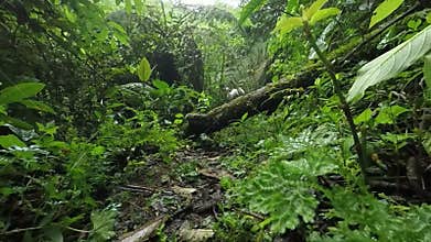 Jack Russell Terrier