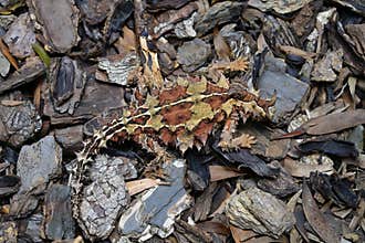 Australia, Zoology, reptile