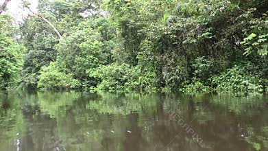 Low Angle Shot From Moving Boat Of Dense Vegetation In Amazonian Jungle
