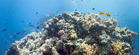 Coral scene -panorama