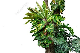 Rainforest tree trunk with tropical foliage plants, Monstera, go