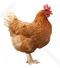 Brown hen isolated on white background.