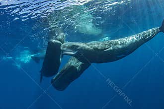 Ocean wildlife whales underwater blue background