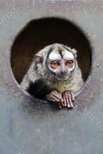 Three-striped night monkey