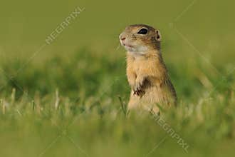 European ground squirrel - Spermophilus citellus in the grass, green background