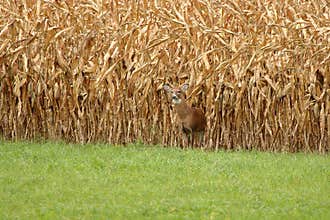 Autumn Whitetail Buck