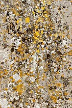 Natural lichen organisms on gravestone concrete. Organic abstract art background image.