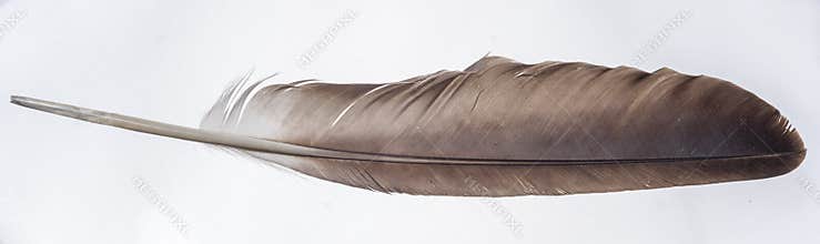 Eagle Wing Feather - Isolated on White