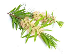Melaleuca tea tree twig with flowers. Isolated on white backgr