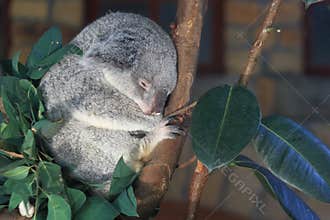 Sleeping Queensland koala