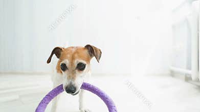 Dog playing with puller toy. Pull. Video footage. White room on background