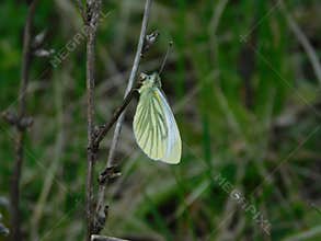 Green Butterfly - part of the green world