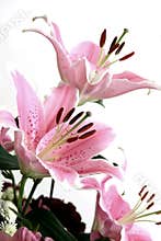 Pink lillies