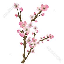 Cherry blossom
