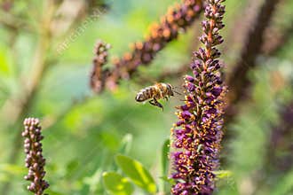 Bee collecting honey on the flowers of an ordinary indigo tree