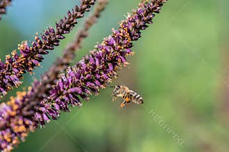 Bee collecting honey on the flowers of an ordinary indigo tree