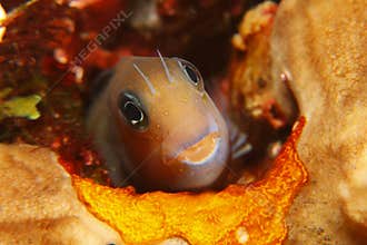 Bicolor Blenny (Ecsenius bicolor)