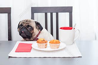 A cute pug dog in a red butterfly sits at a table