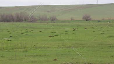 Pets graze in the spring field.