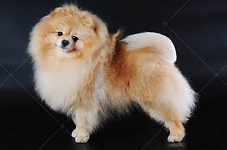 Pomeranian spitz on black background