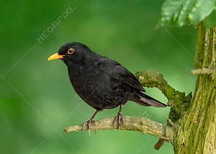 Common Blackbird - Turdus merula at rest.