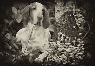 Bracco Italiano in forest