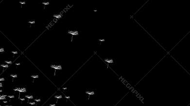 Flying dandelion on a black background
