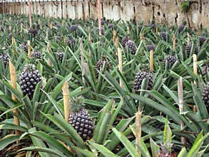 Pineapple plantation Ponta Delgada Azores Portugal