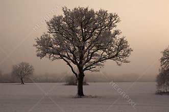 Single tree with misty background