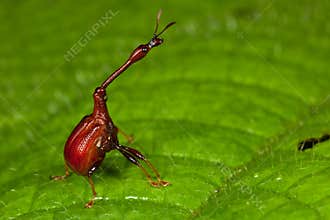 Giraffe Weevil