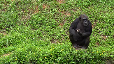 Mature chimpanzee perches enjoy on grass
