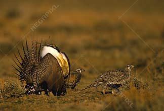 Male and Female Sage Grouse