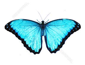 Blue morpho butterfly isolated on white background. Spread wings, color enhanced
