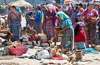 Guatemala - poultrymarket