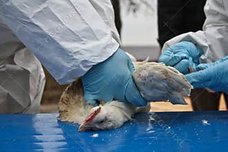 Avian Influenza