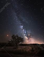 Silhouette of Tree with natural landscape and Milky Way galaxy.