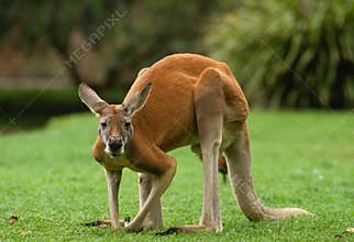 Big Male Kangaroo