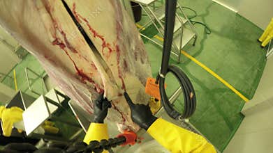 First Person View From A Butcher Using Brisket Opening Saw