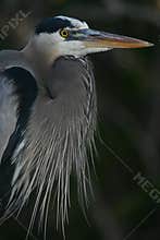 Great blue heron
