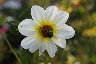 Bronze beetle on dahlias