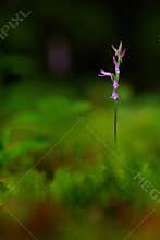 Neottianthe Cucullata, Hoodshaped Orchid, pink flower in nature forest habitat. Flowering European terrestrial wild orchid in natu