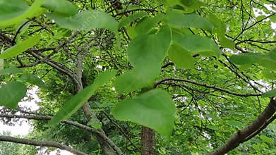 Redbud tree in Kansas summer